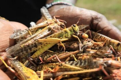 нашестя сарани