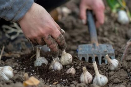 коли садити часник