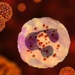 нейтрофіли