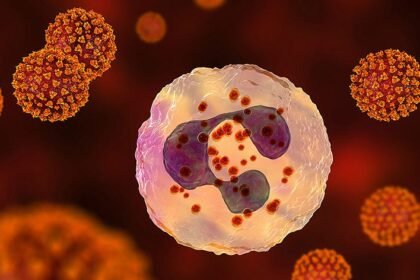 нейтрофіли