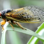 цикади