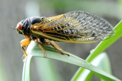 цикади