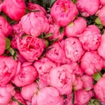 півонії