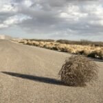 перекати поле