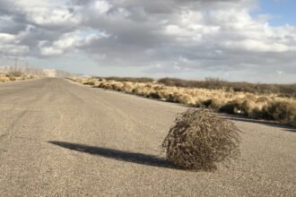 перекати поле