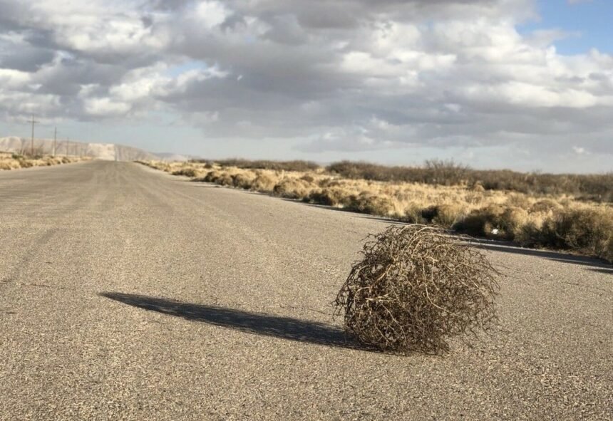 перекати поле